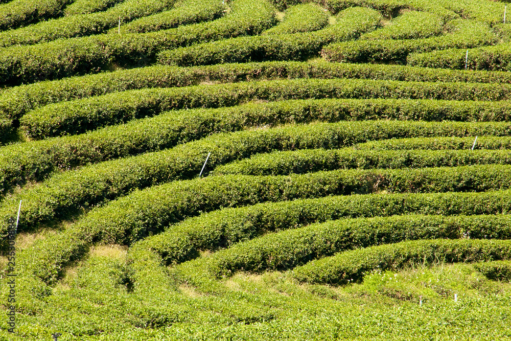 Chiang Rai Thailand, rows of tea plants following contours of hill on plantation 