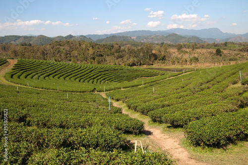 Chiang Rai Thailand  tea plantation with forested hills in background