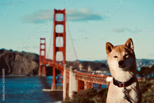 Dog at Golden Gate Bridge