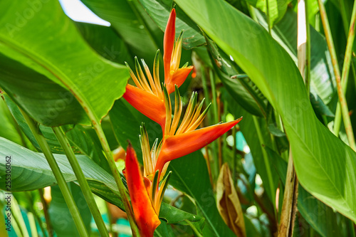 Bright Orange Heliconia Golden Torch (Heliconia psittacorum x Heliconia spathocircinata) in Guyana, South America photo