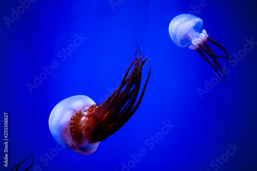 Fotografía Medusas