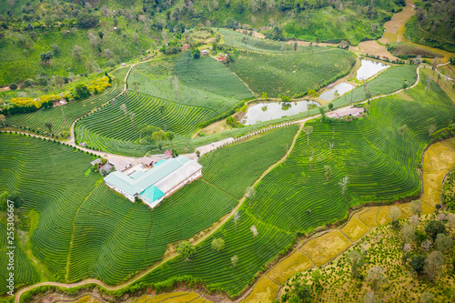 aerial view agricultural area green tea on the mountain at doi chiang rai Thailand © SHUTTER DIN