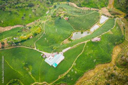 aerial view agricultural area green tea on the mountain at doi chiang rai Thailand