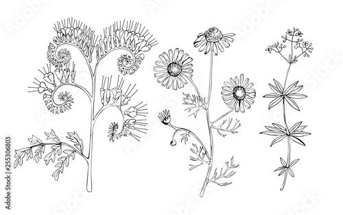 Meadow flowers and grass black and white vector graphics