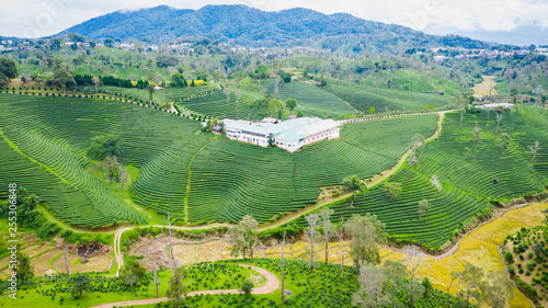 aerial view agricultural area green tea on the mountain at doi chiang rai Thailand