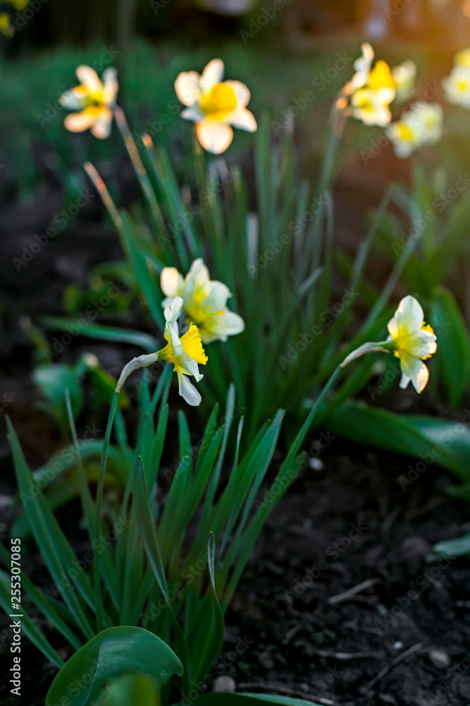 Spring background of daffodils flowers in the sunset. Beautiful blooming flowerbed full of narcissus in sunshine. Natural backdrop for Easter holiday or women day, 8 of march card. Floral gift Spring background of daffodils flowers in the sunset. Beautiful blooming flowerbed full of narcissus in sunshine. Natural backdrop for Easter holiday or women day, 8 of march card. Floral gift