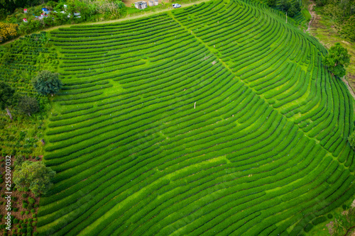 aerial view agricultural area green tea on the mountain at doi chiang rai Thailand