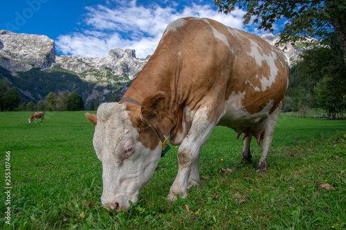 Brown and white cows on pasture, Verfenveng Austrian Alps, beautiful scenery © Iva