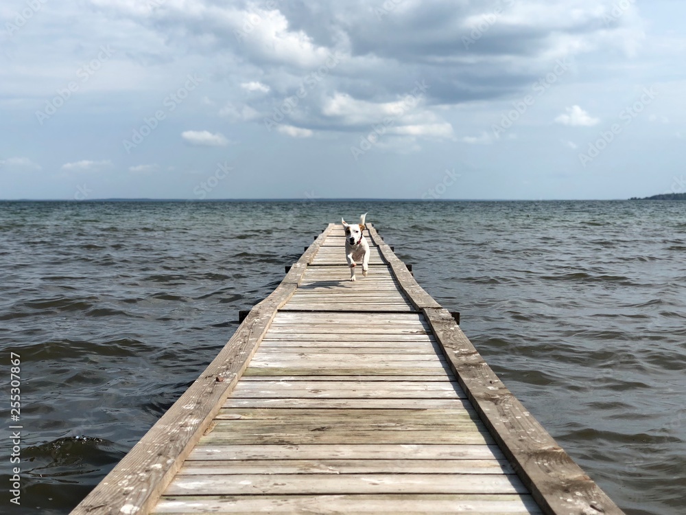 Dog on pier on the lake
