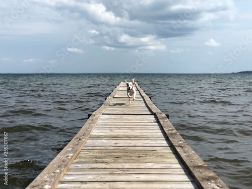 Dog on pier on the lake