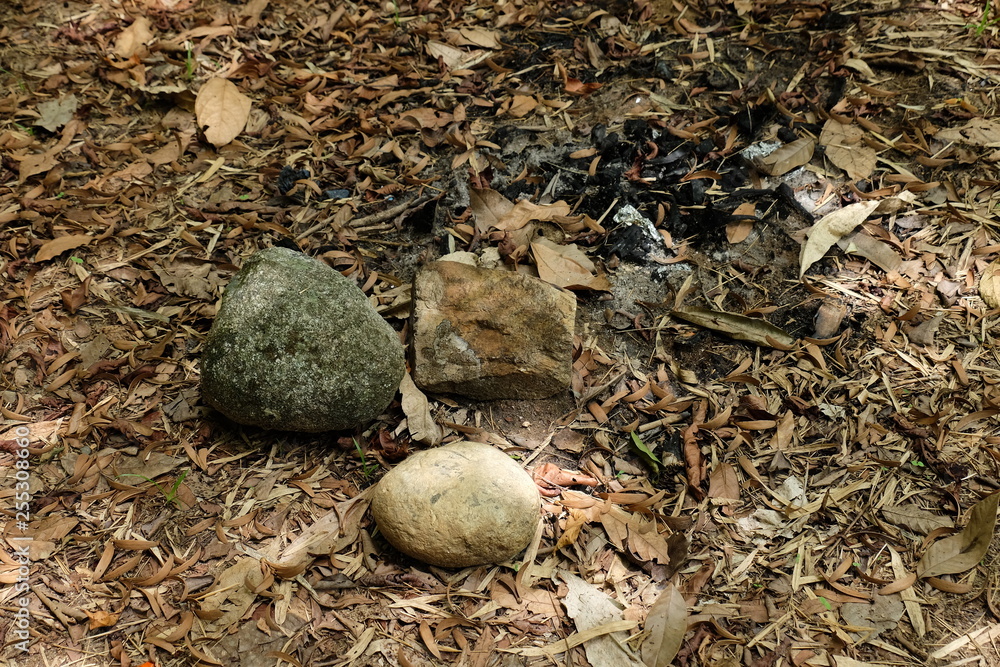 The trees are growing in the floor of the large forest with dry leaves covered. The trees are growing in the floor of the large forest with dry leaves covered.