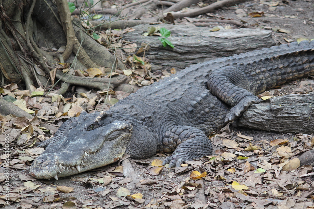 Obraz premium ワニ