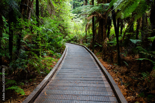 Redwoods forest walk  Rotorua  New Zealand