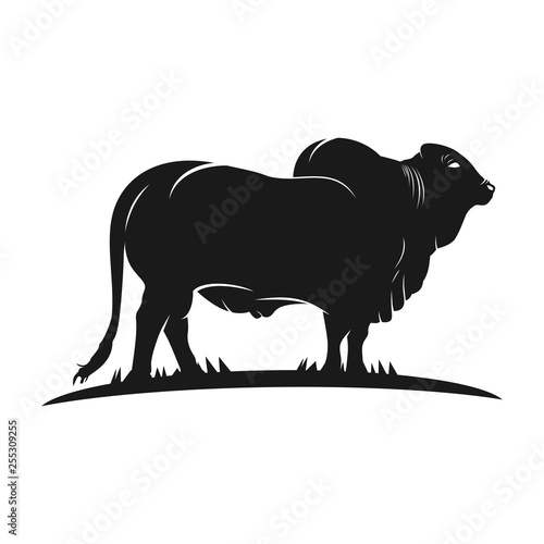 angus cow logo