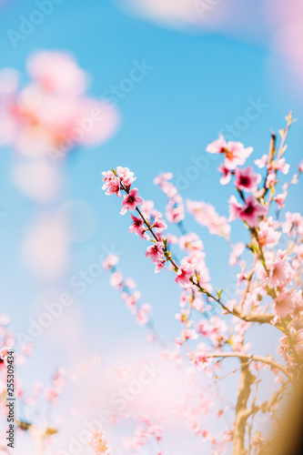 Peach trees in bloom