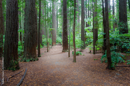 Rotorua Redwoods Forest, New Zealand