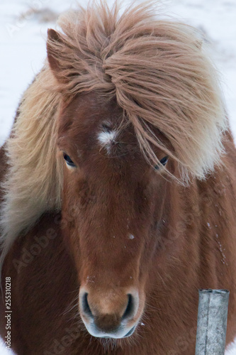 Horses in the mountains in Iceland.Icelandic horses. The Icelandic horse is a breed of horse developed in Iceland © MemoryMan