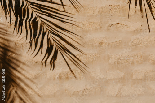 Palm leaf shade on stone background - Image © Fototocam