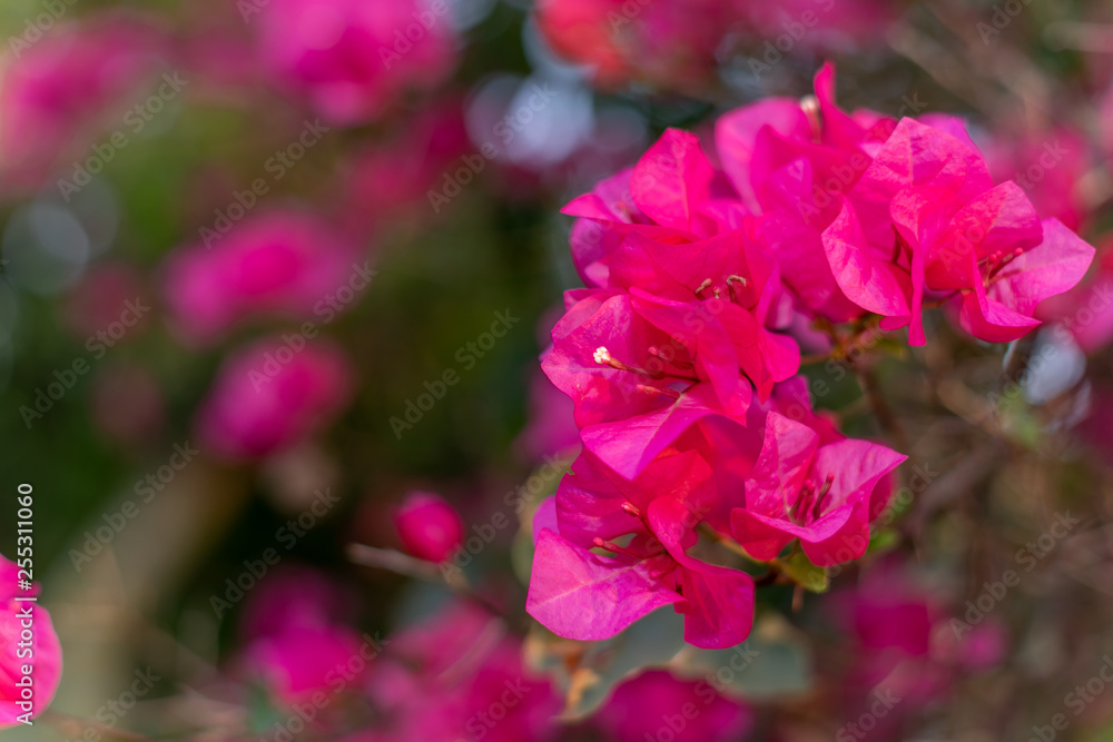 Pink flower bokeh images
