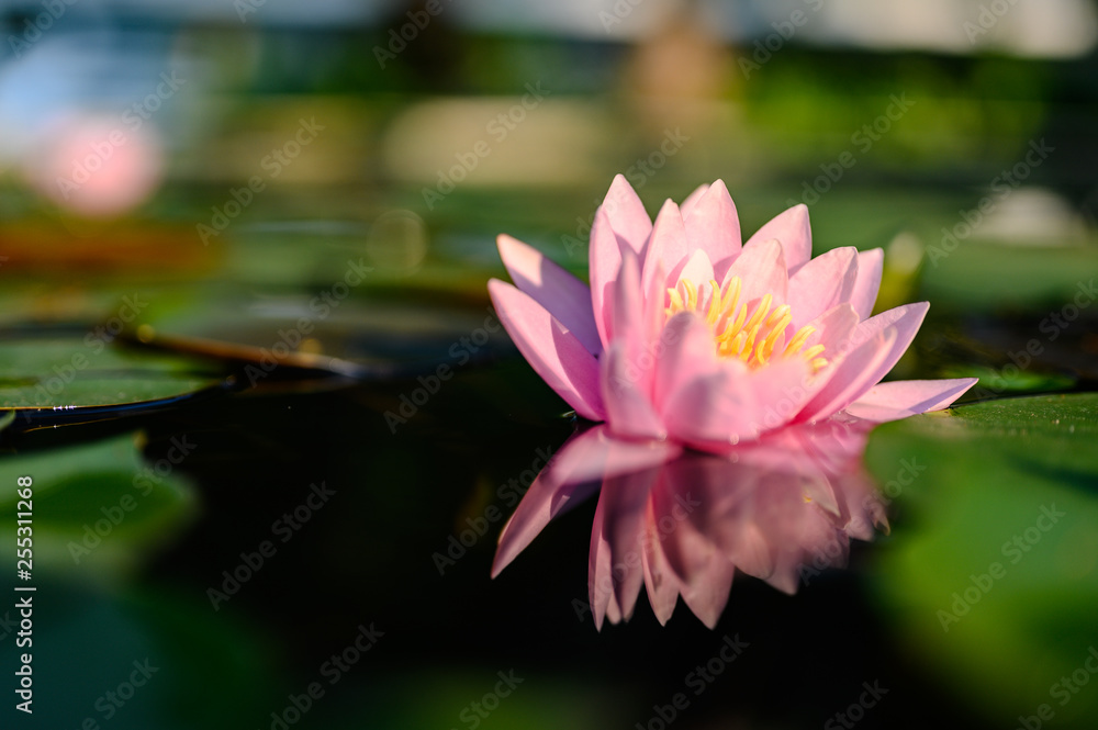 beautiful lotus flower on the water after rain in garden. beautiful lotus flower on the water after rain in garden.