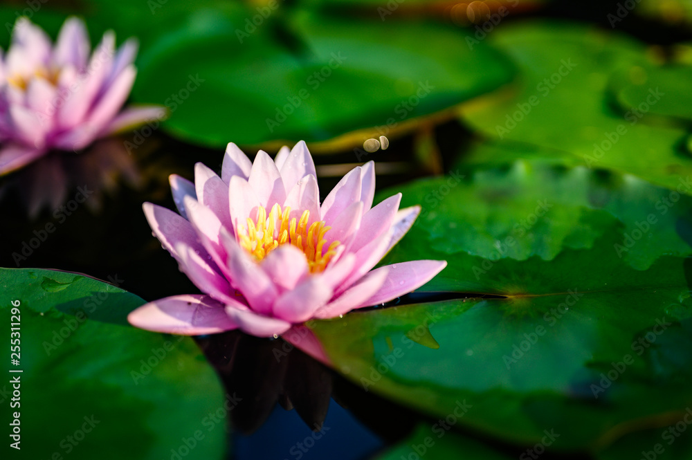 beautiful lotus flower on the water after rain in garden. beautiful lotus flower on the water after rain in garden.