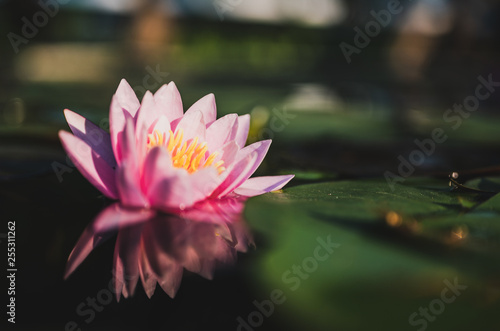 beautiful lotus flower on the water after rain in garden.