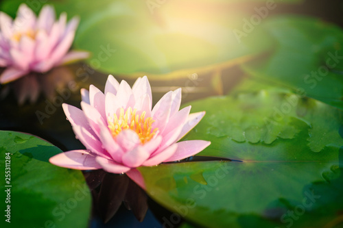 beautiful lotus flower on the water after rain in garden.