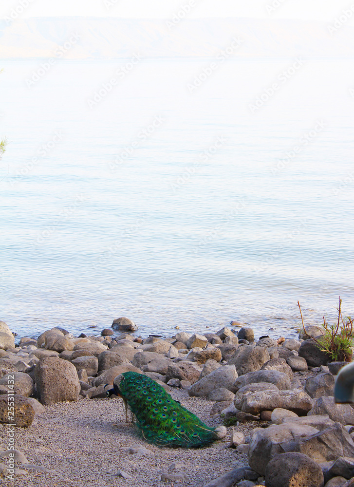 Peacock in the Capernaum garden with the Sea of Galilee