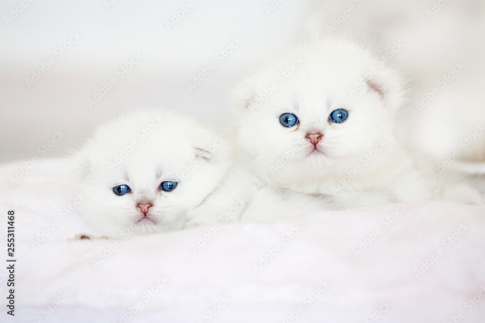 Small kittens on pillow Small kittens on pillow