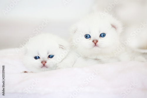 Small kittens on pillow
