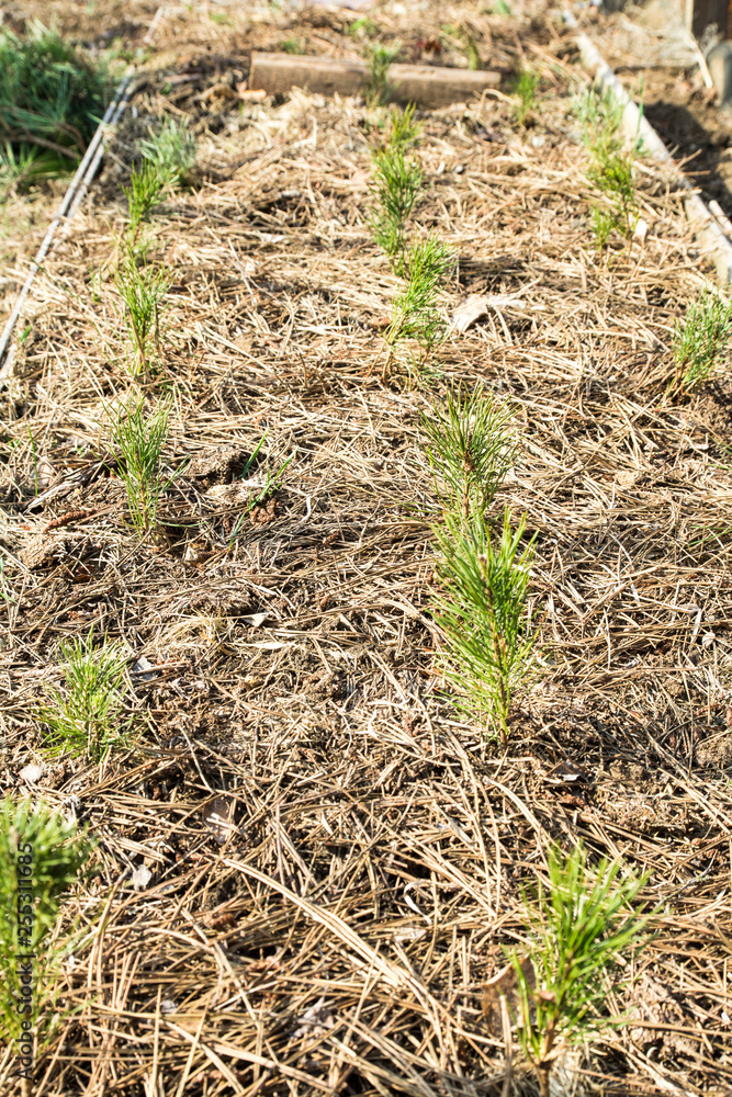 small pine seedlings in the ground covered with a pine needles small pine seedlings in the ground covered with a pine needles