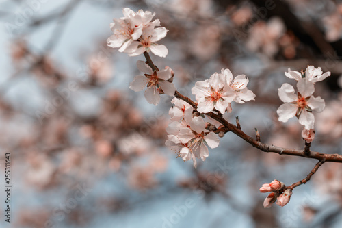 Blooming almonds with bokeh effect and tonning - sprng in Malka Vereya, Bulgaria