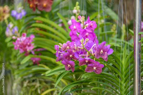 Beautiful orchid flower and green leaves background in the garden