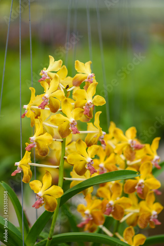 Beautiful orchid flower and green leaves background in the garden