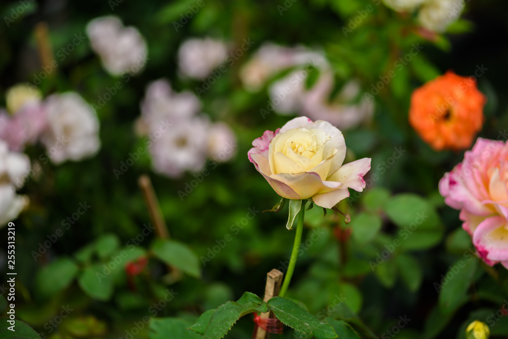 delicate rose in the garden