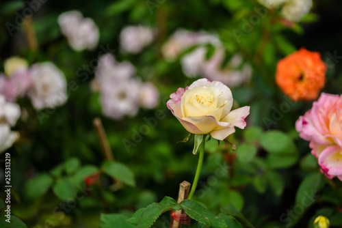 delicate rose in the garden