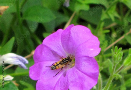 bee on purple petunia flower