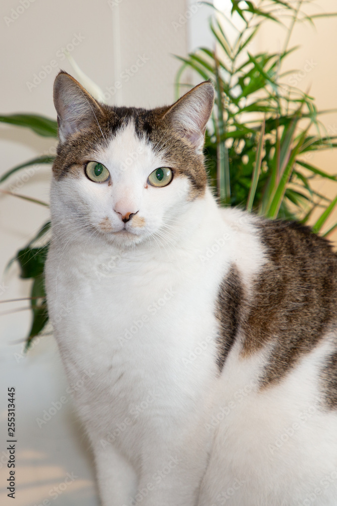 cute pet cat white and brown grey in home cute pet cat white and brown grey in home