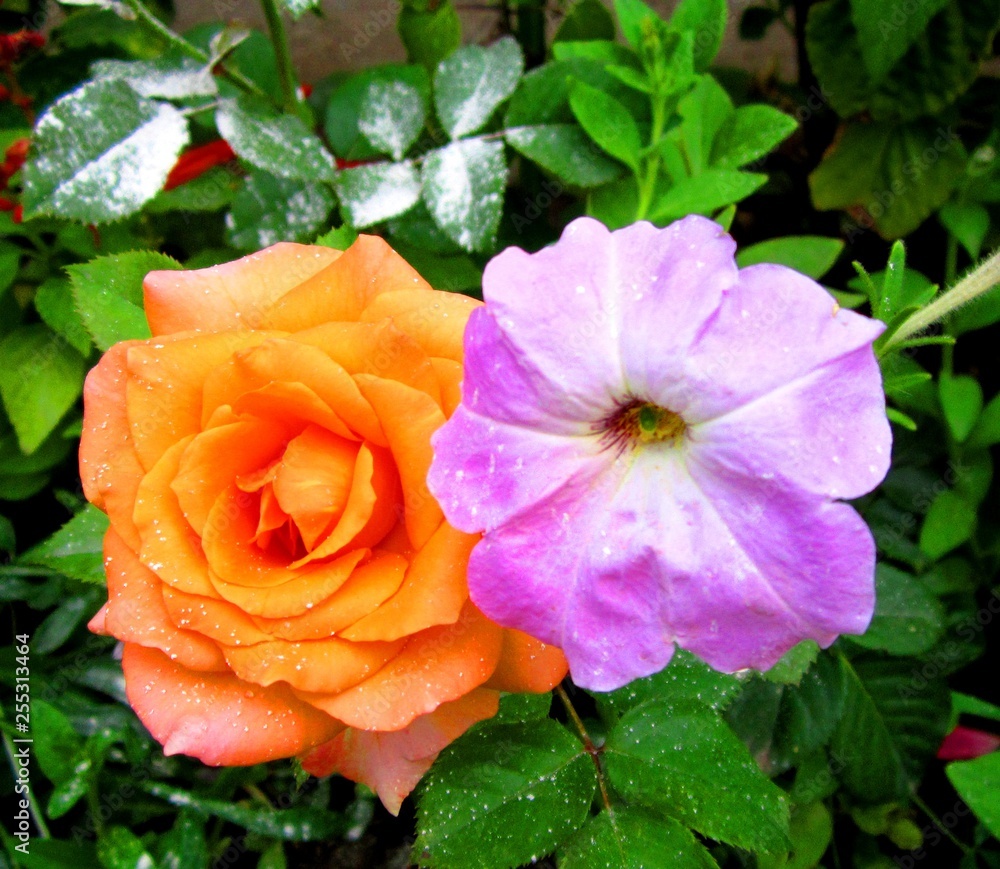 orange rose flower and violet white petunia flower orange rose flower and violet white petunia flower