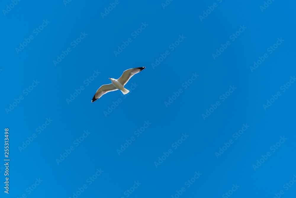 Obraz premium Seagull Flying in a Clear Blue Sky over the Mediterranean Sea