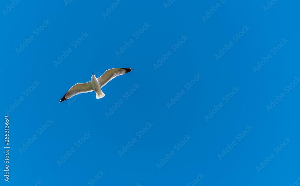 Obraz premium Seagull Flying in a Clear Blue Sky over the Mediterranean Sea
