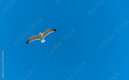 Seagull Flying in a Clear Blue Sky over the Mediterranean Sea