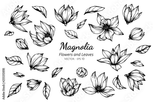 Collection set of magnolia flower and leaves drawing illustration.