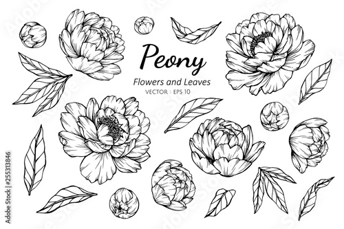 Collection set of peony flower and leaves drawing illustration. photo
