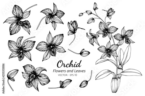 Collection set of orchid flower and leaves drawing illustration.