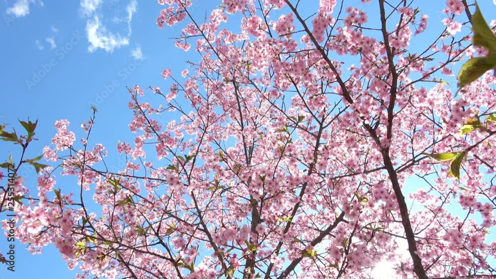 Cherry blossoms, Sakura, Cerasus lannesiana Carrière , Kawazu-zakura Cherry blossoms, Sakura, Cerasus lannesiana Carrière , Kawazu-zakura