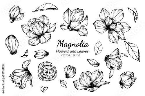 Collection set of magnolia flower and leaves drawing illustration.