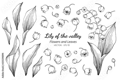 Collection set of lily of the valley flower and leaves drawing illustration.