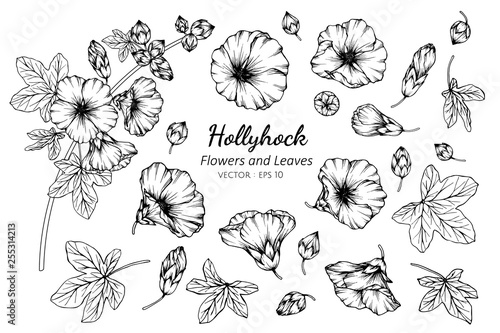Collection set of hollyhock flower and leaves drawing illustration.