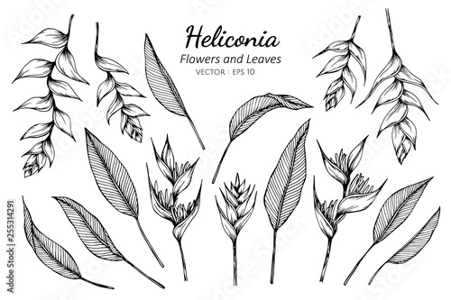 Collection set of heliconia flower and leaves drawing illustration. photo